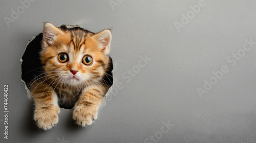Funny Scottish Fold cat with beautiful big eyes. Lovely fluffy kitten climbs out of hole in gray background. Free space for text.