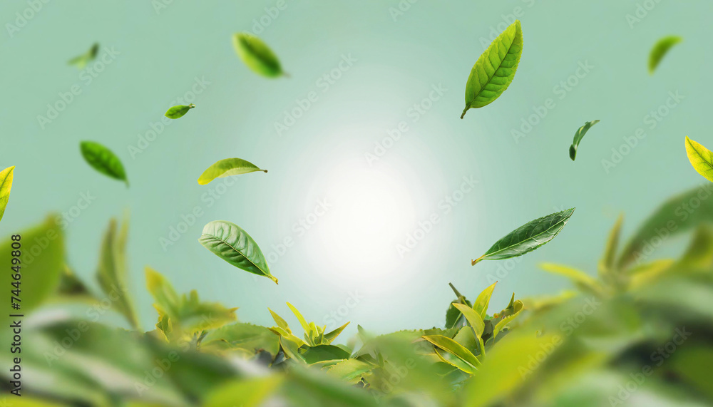 Flying green tea leaves in the air for tea product drinks or advertisements Flying green tea leaves in the air for tea product drinks or advertisements