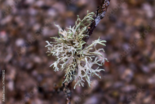 A lichen on the stick