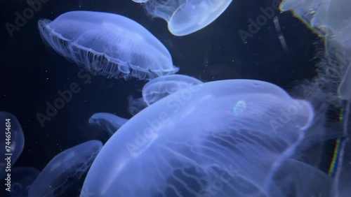 Blue jellyfish swims in the sea. Close-up .