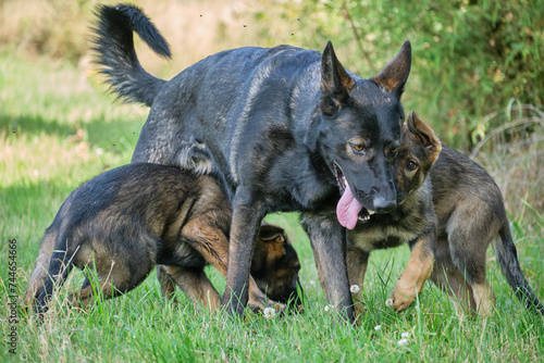 Gray German Shepherds and Gray German Shepherd puppies playing in a meadow in summer on a sunny day in Skaraborg Sweden