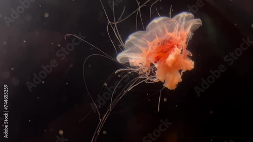 Red jellyfish swims in the sea. Close-up .
