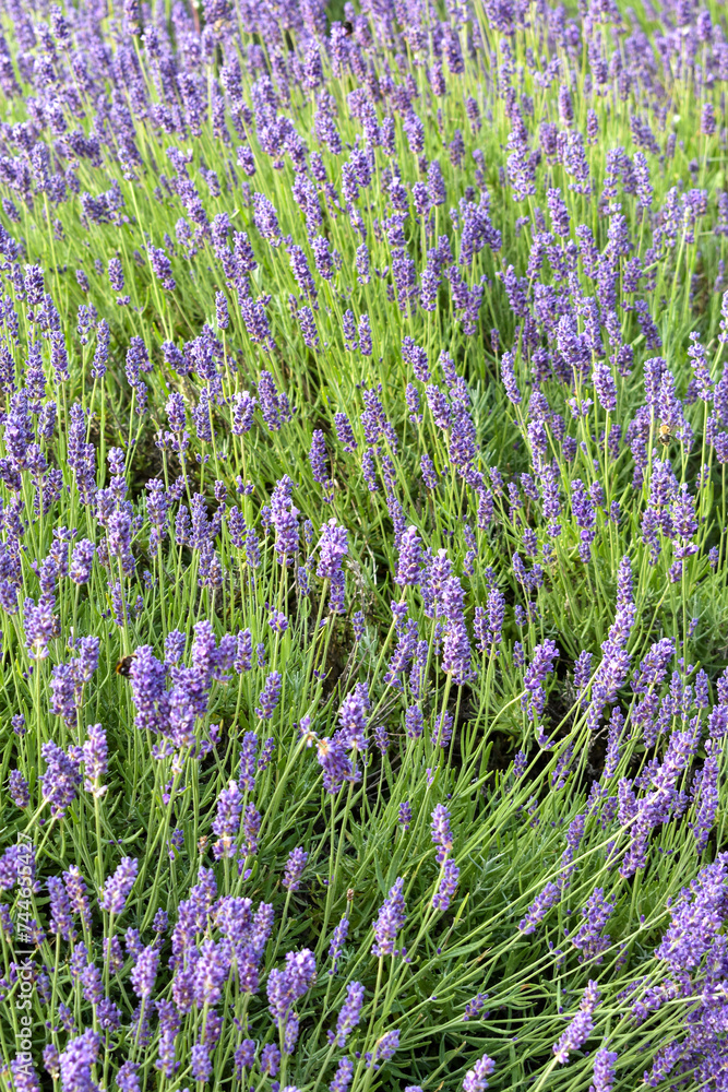 Fototapeta premium field of lavender