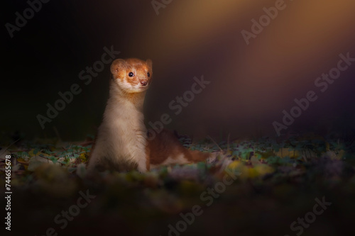 Cute animal. Least Weasel. Nature background. 