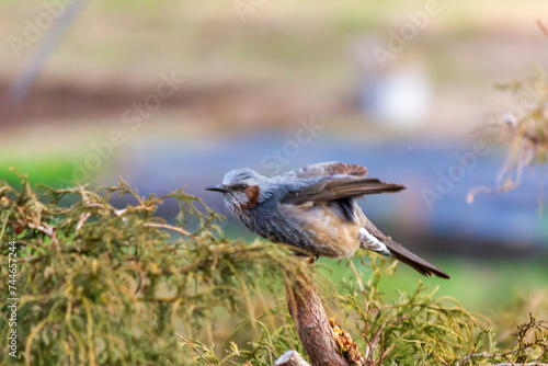 里山の野鳥 photo