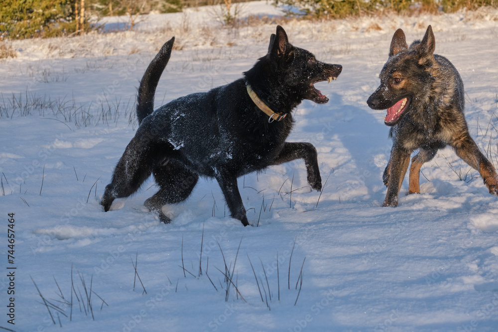 Black and gray German Shepherd dogs playing in a snowy meadow on a sunny winter day in Skaraborg Sweden Black and gray German Shepherd dogs playing in a snowy meadow on a sunny winter day in Skaraborg Sweden
