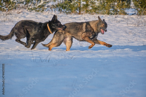 Black and gray German Shepherd dogs playing in a snowy meadow on a sunny winter day in Skaraborg Sweden © LightTheurgist