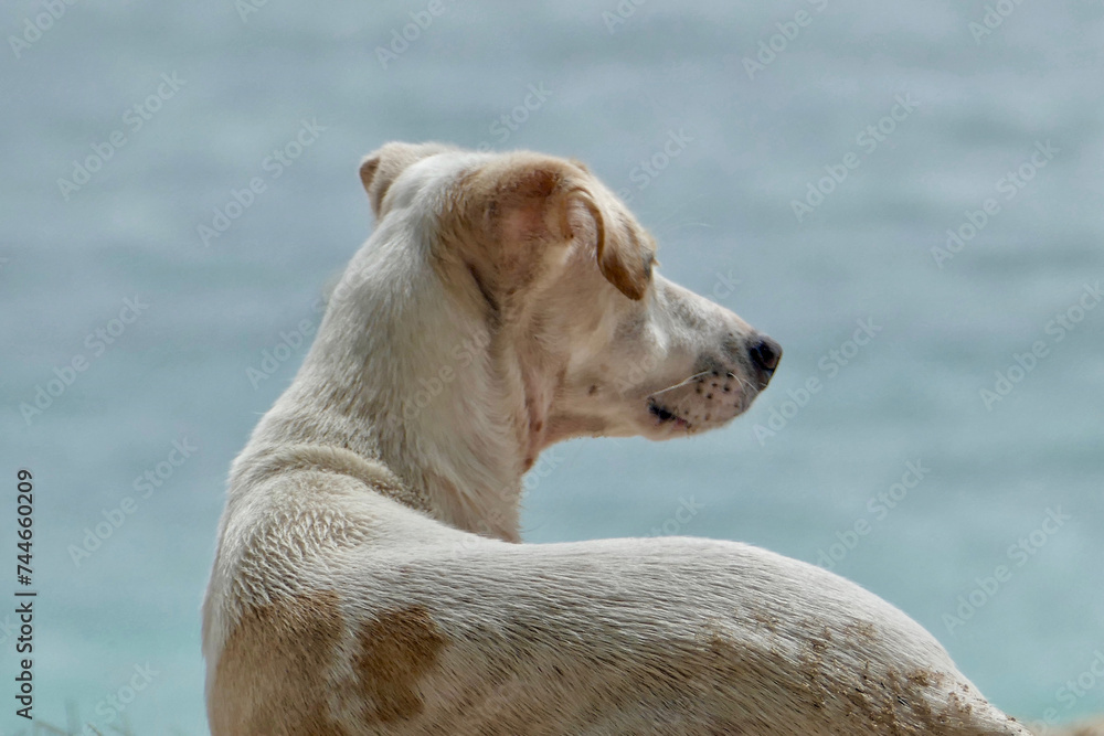 Portrait of a cute feral dog at beach in Mauritius Portrait of a cute feral dog at beach in Mauritius
