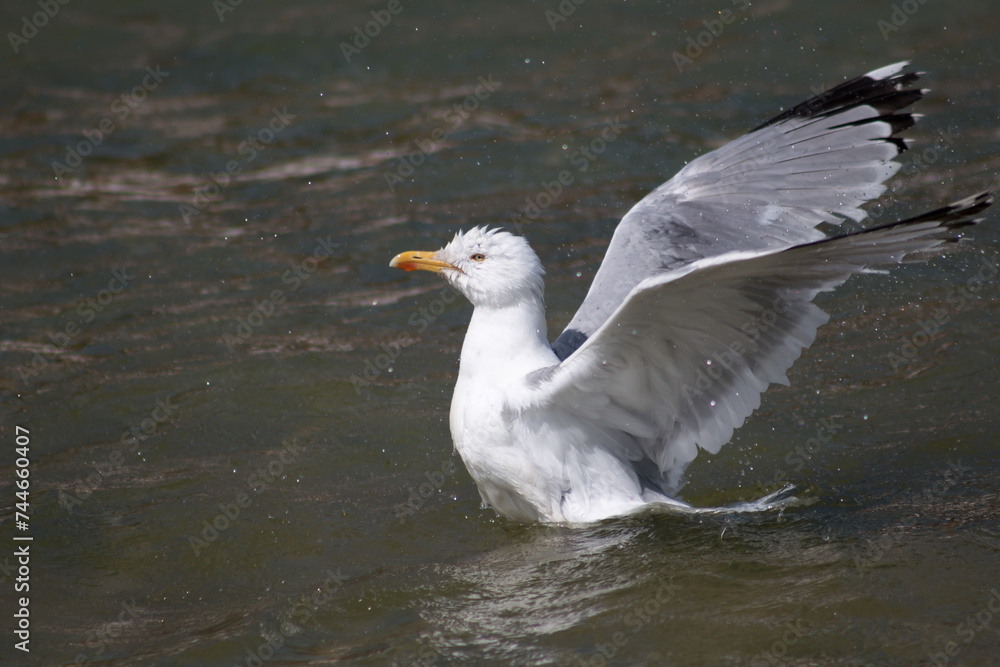 Fototapeta premium Seagull in Beachfront
