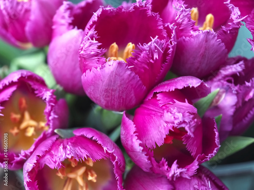 Beautiful new bundle of pink shining tulips