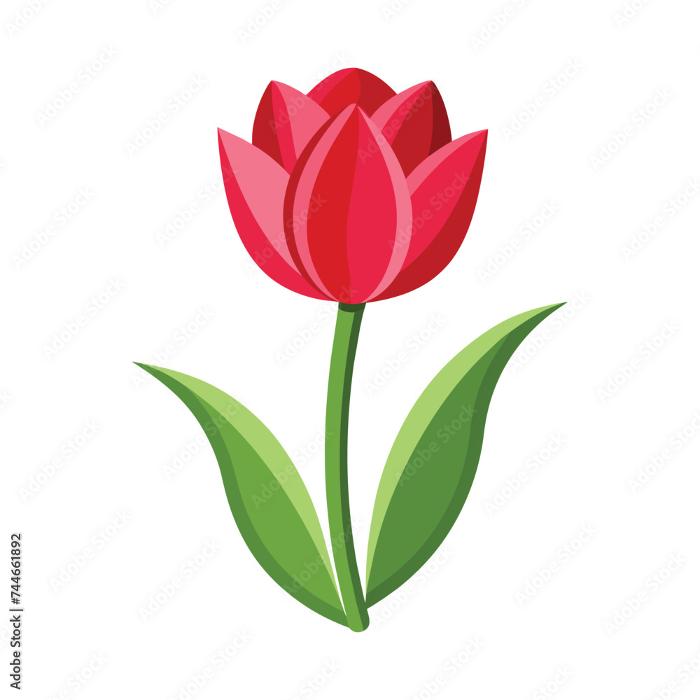 Vector of illustration tulip on white Vector of illustration tulip on white