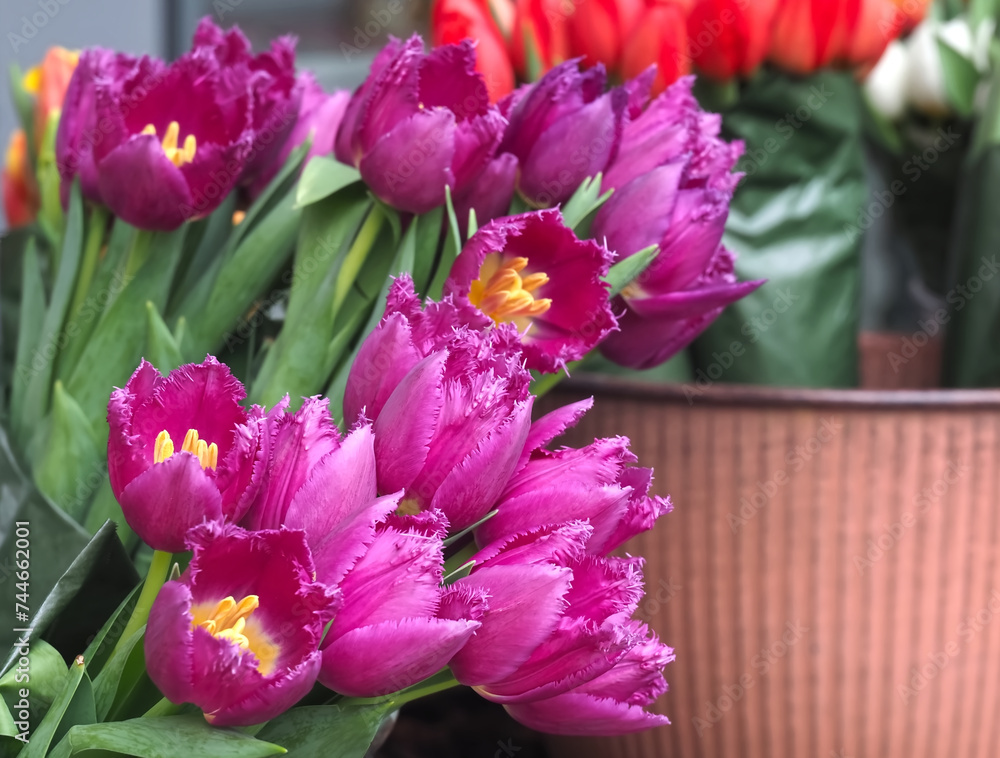 Obraz premium Beautiful new bundle of pink shining tulips in pottery
