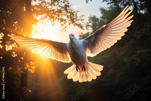 Inspirational image of a white dove in flight, wings spread wide, with the glow of the sunrise creating a serene backdrop. © Vilaysack