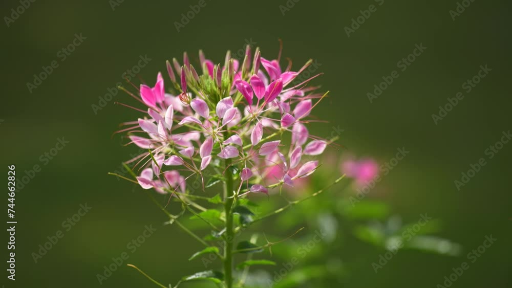 The beauty of the spiny spiderflower as it blooms in vibrant shades of purple, adding a touch of exotic allure to any garden or landscape The beauty of the spiny spiderflower as it blooms in vibrant shades of purple, adding a touch of exotic allure to any garden or landscape