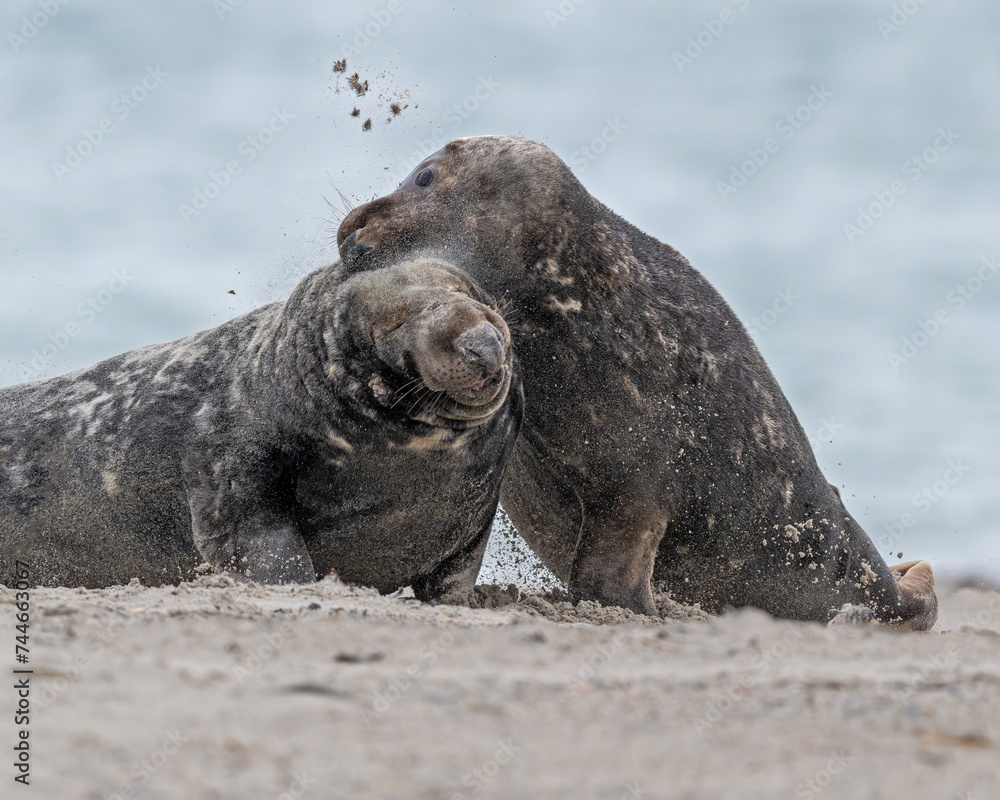 Obraz premium Kegelrobben auf Helgoland