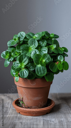 Small Round Green Leaves in Terracotta Pot © TimeaPeter