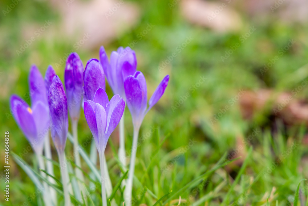 purple crocuses in the meadow purple crocuses in the meadow