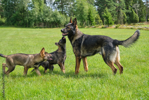 Gray German Shepherds and Gray German Shepherd puppies playing in a meadow in summer on a sunny day in Skaraborg Sweden