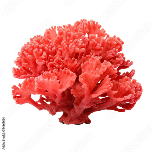 Coral isolated isolated on transparent or white background