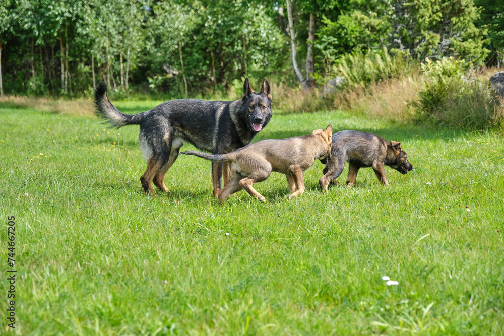 Gray German Shepherds and Gray German Shepherd puppies playing in a meadow in summer on a sunny day in Skaraborg Sweden Gray German Shepherds and Gray German Shepherd puppies playing in a meadow in summer on a sunny day in Skaraborg Sweden