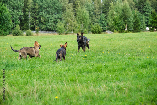 Gray German Shepherds and Gray German Shepherd puppies playing in a meadow in summer on a sunny day in Skaraborg Sweden