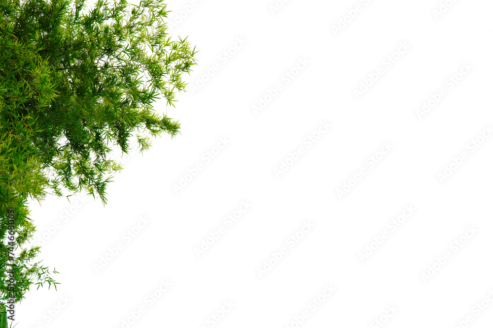 Obraz premium Green bamboo tip, white background Free space for use 