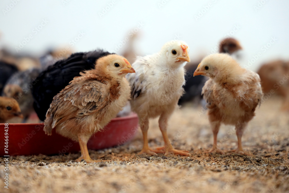 Naklejka premium Colorful Chicken Chicks at the Poultry Farm. 