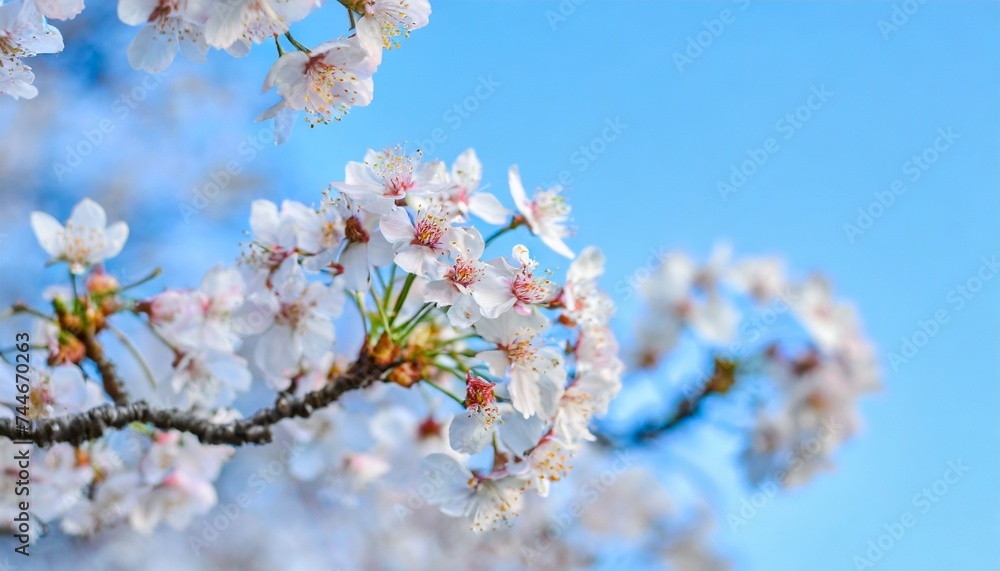 満開の桜  華麗に舞い散る桜の花びら