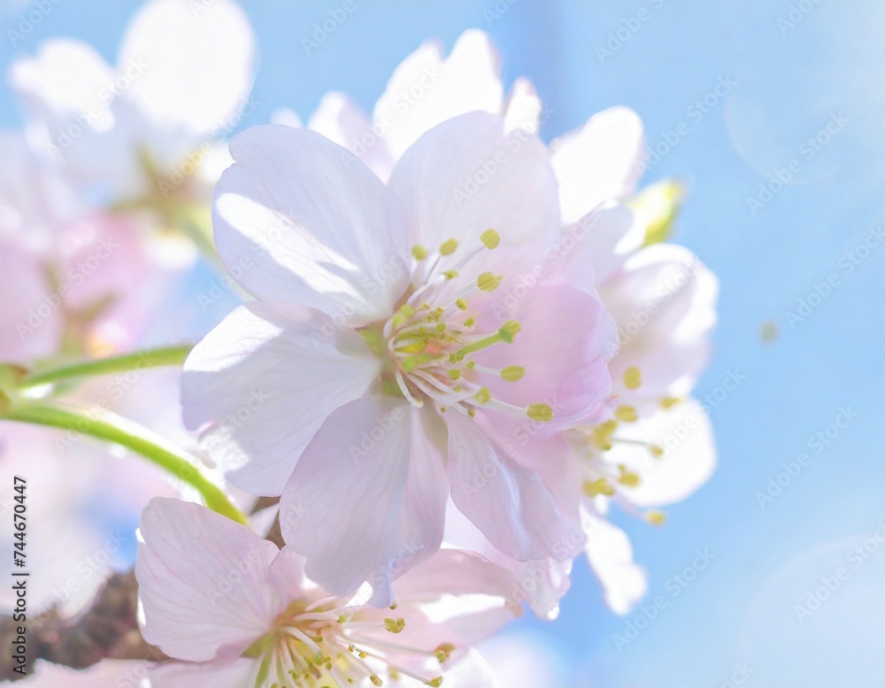 満開の桜 華麗に舞い散る桜の花びら 満開の桜 華麗に舞い散る桜の花びら