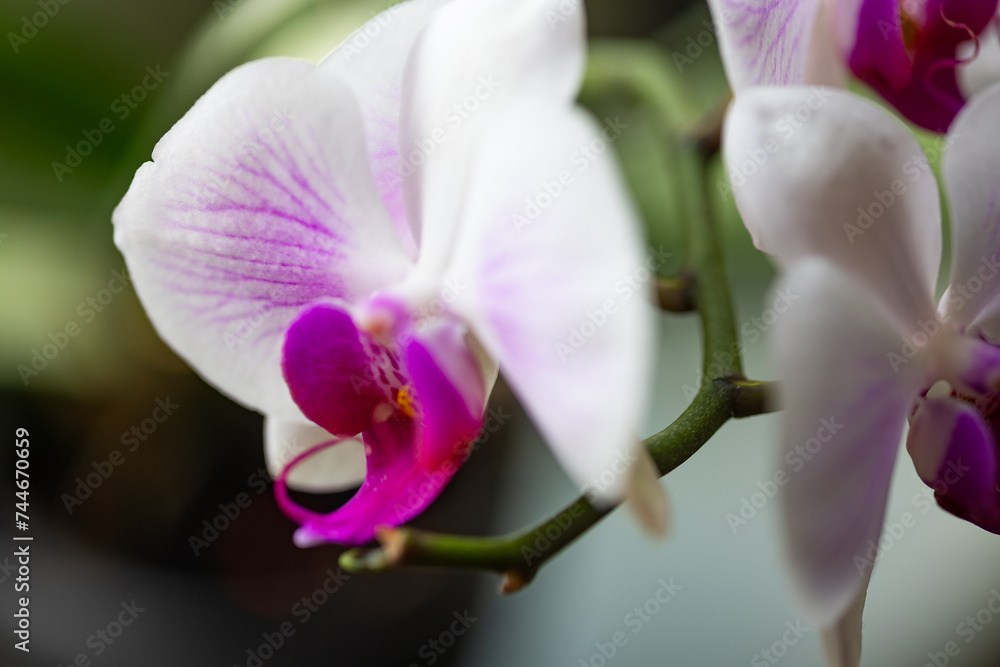 Storczyk, orchidea - obrazy, fototapety, plakaty 