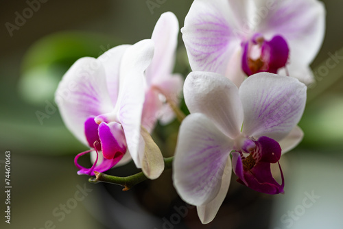 Storczyk  orchidea