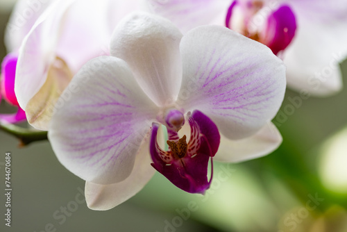 Storczyk  orchidea