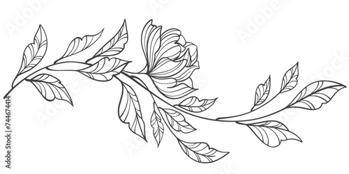 hand drawn sketch of flowers. Sketch Floral Botany Collection. flower drawings. Black and white with line art on white backgrounds. Hand Drawn Botanical Illustrations.Vector.