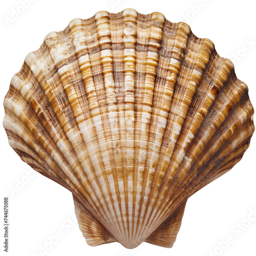 shell against isolated on a white background. 