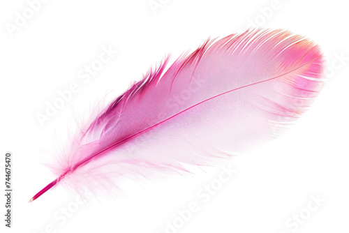 Pink Feather. A close up photo of a single pink feather resting on a pristine Transparent background.