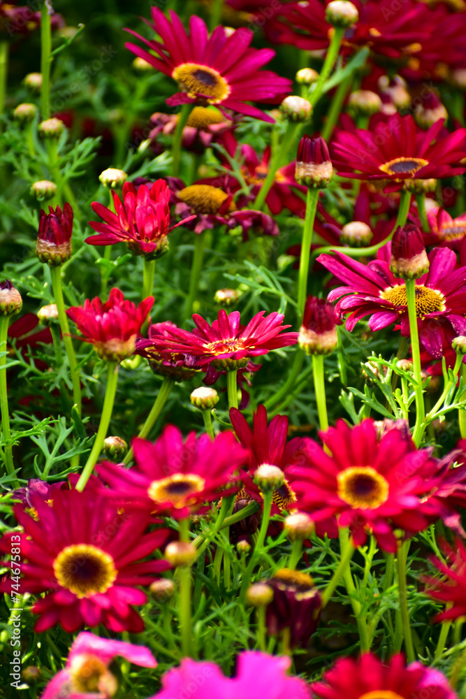 Close up of pink daisy flowers in the garden with sunlight. Pink Daisy flowers blooming Background. Nature and flower background. Flower and plant.