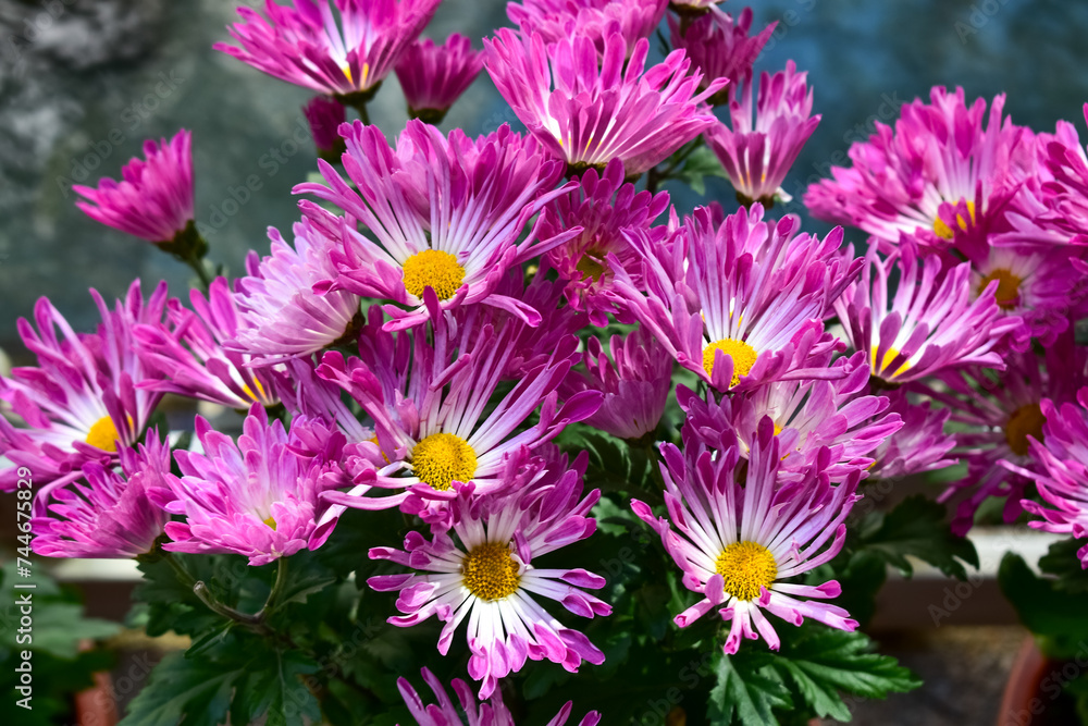 Obraz premium Close-up of pink and purple Chrysanthemum in the garden. Chrysanthemum flowers blooming background. Nature and flower background. Flower and plant.