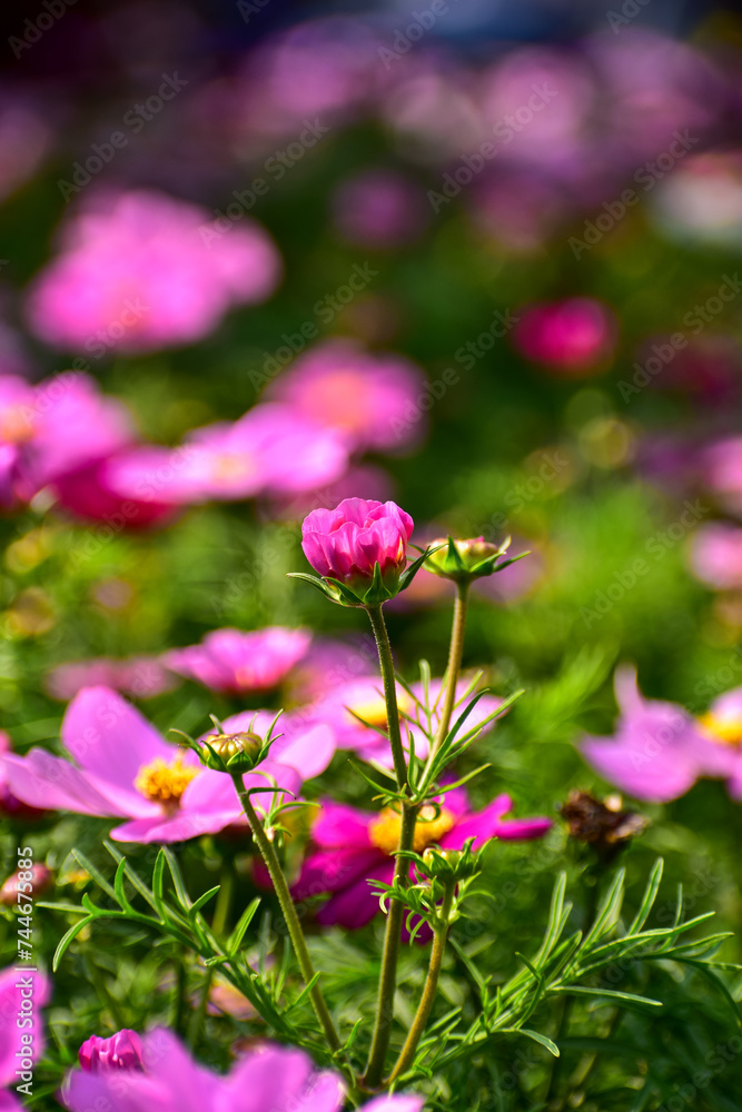 Close up of Garden Cosmos in the garden with sunlight. Pink and red garden cosmos flowers blooming Background. Nature and flower background. Flower and plant. Close up of Garden Cosmos in the garden with sunlight. Pink and red garden cosmos flowers blooming Background. Nature and flower background. Flower and plant.