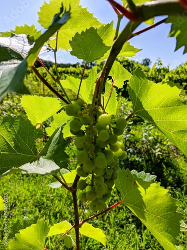 Sun shining through the grape vines