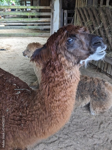 Alpaca with attitude
