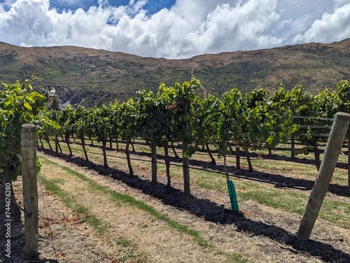 Sun shines on a vineyard in autumn