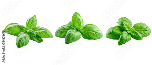 Collection of Fresh Basil Twigs Isolated on Transparent Background