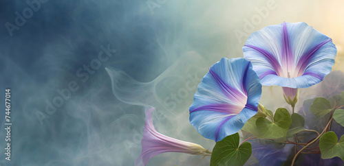 Wilec - Ipomoea, letnie niebieskie kwiaty makro. Rośliny pnące photo