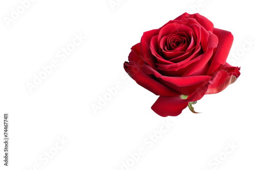 A Single Red Rose. A vibrant red rose stands alone on a plain Transparent background, showcasing its beauty and elegance.