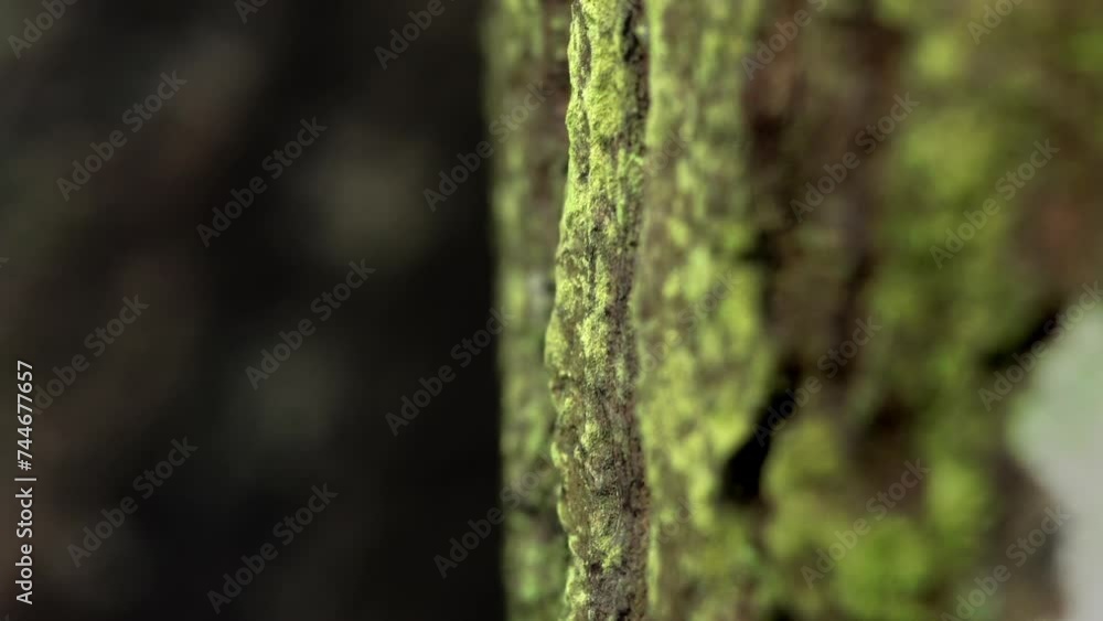 Close-up of leaf cutter ants carrying leaf In the rainforest of Ecuador, South America. Hardworking ants in Yasuni National Park. Close-up of leaf cutter ants carrying leaf In the rainforest of Ecuador, South America. Hardworking ants in Yasuni National Park.