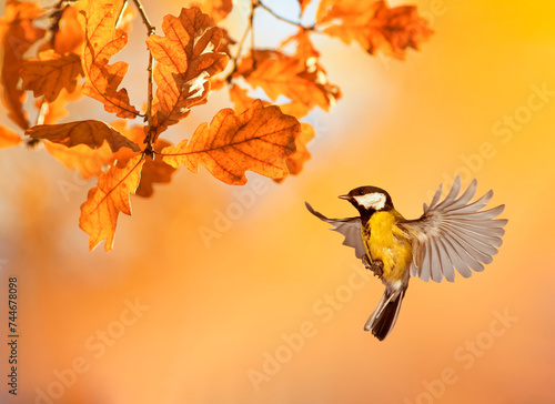 bird tit flies at the branches of a tree an oak tree with golden foliage on a sunny autumn day