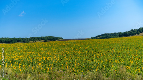 A green field under a blue sky.