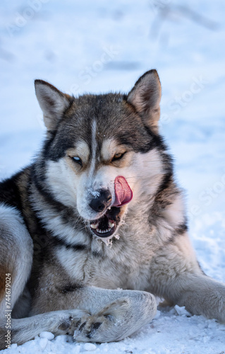 Husky dog       with different colored eyes and thick fur 