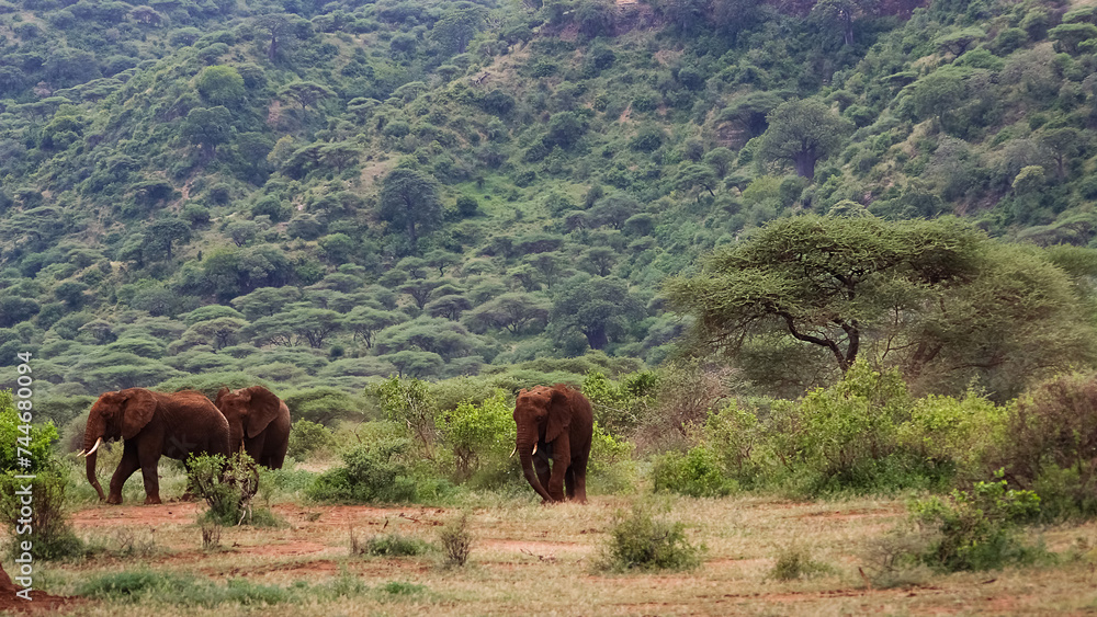 Wild African elephants in the Ngorongoro Crater. Africa. Tanzania.