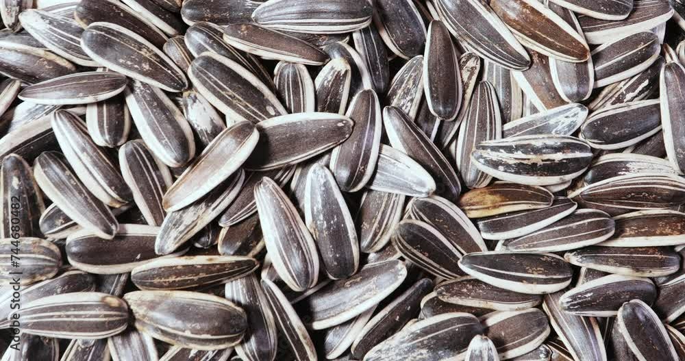 Sunflower seeds of a rare species of zebra. Top view of seeds on a rotating Sunflower seeds of a rare species of zebra. Top view of seeds on a rotating